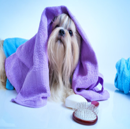 pets-care-service-4